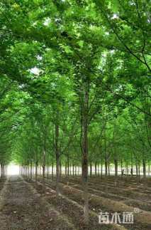 19公分美国红枫