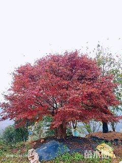 52公分中国红枫