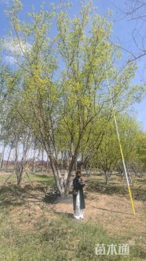 高度1100厘米丛生元宝枫