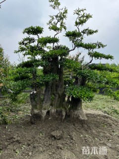 30公分造型金弹子