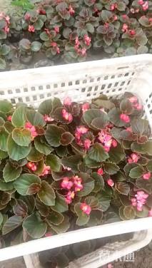 高度10厘米四季海棠