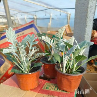 高度18厘米银叶菊