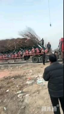 10公分中国红樱花