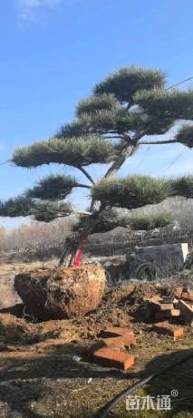 15公分造型黑松