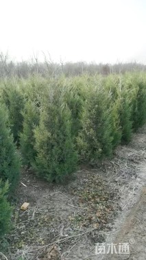 高度80厘米塔柏