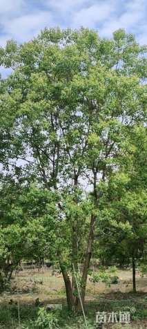 50公分丛生乌桕