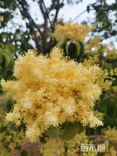 高度500厘米丁香