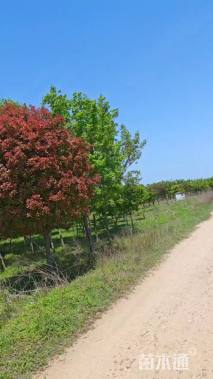 14公分红叶石楠