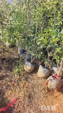 高度120厘米红叶石楠篱笆