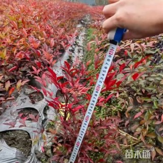 高度30厘米南天竹