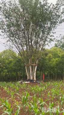 高度800厘米丛生元宝枫