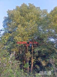 70公分(3杆)丛生香樟