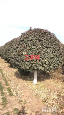 高度360厘米卫矛球