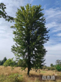 28公分美国红枫