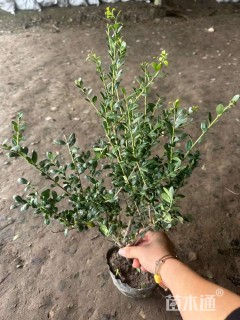 高度40厘米龟甲冬青
