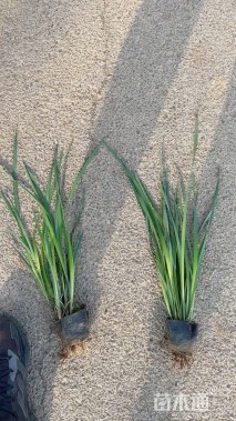 高度40厘米花菖蒲