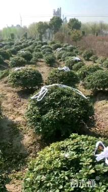 冠幅100厘米海桐球