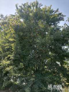 高度600厘米丛生三角枫