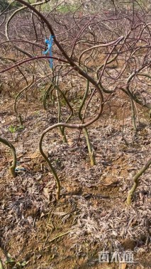 高度1.3厘米羽毛枫