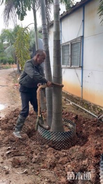 裸干高400厘米狐尾椰