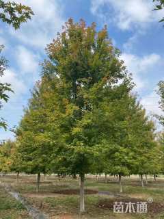 15公分美国红枫