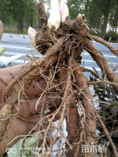 高度50厘米芍药