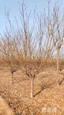 10公分红叶碧桃