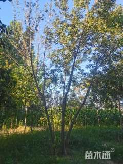 高度600厘米丛生五角枫