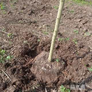 15公分海南黄花梨