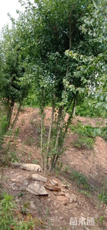 高度2000厘米丛生三角枫