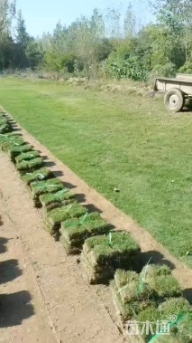 草块状马尼拉草