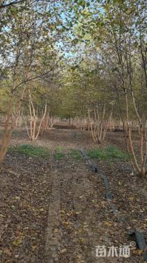 高度500厘米丛生河桦