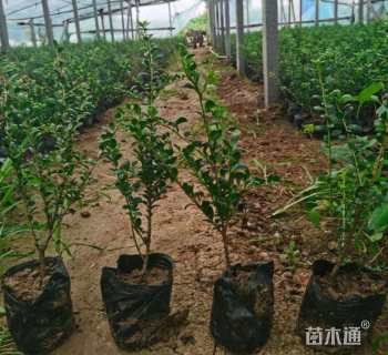 高度30厘米龟甲冬青小苗