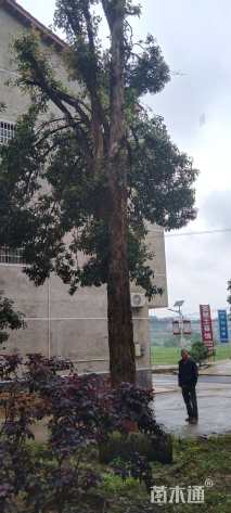 45公分椤木石楠