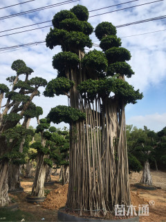 100公分造型小叶榕