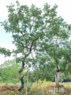 15公分自家苗圃供应单杆乌桕树15公分