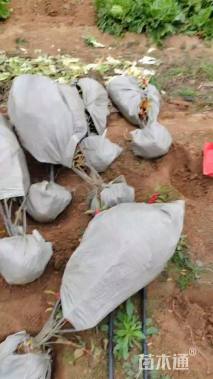 2.0公分北美冬青