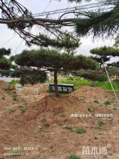 15公分造型黑松