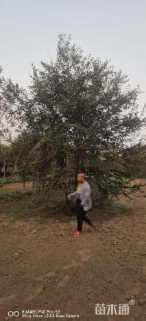 60公分(5杆)丛生朴树
