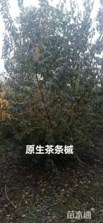 高度600厘米丛生茶条槭