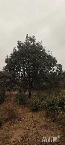 15公分椤木石楠