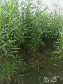 高度200厘米夹竹桃