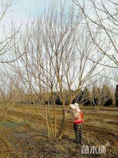 高度500厘米丛生五角枫