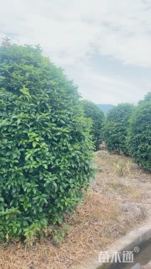 高度500厘米丛生桂花