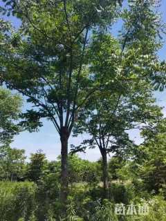 15公分黄山栾树