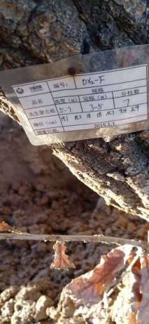 高度700厘米丛生蒙古栎