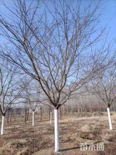 26公分染井吉野樱