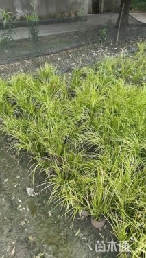 高度25厘米金叶菖蒲