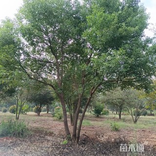 45公分(4杆)丛生香樟