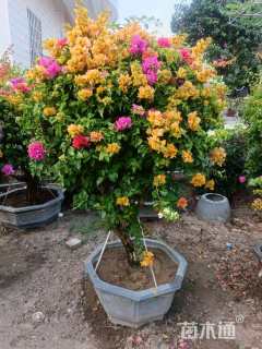高度160厘米三角梅